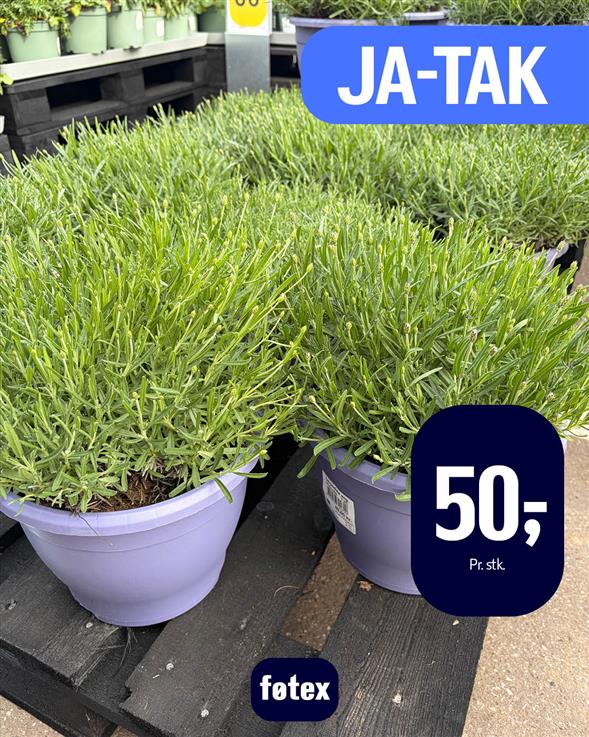 LAVENDEL