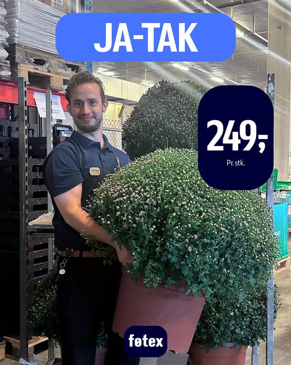 krysantemum Blomst