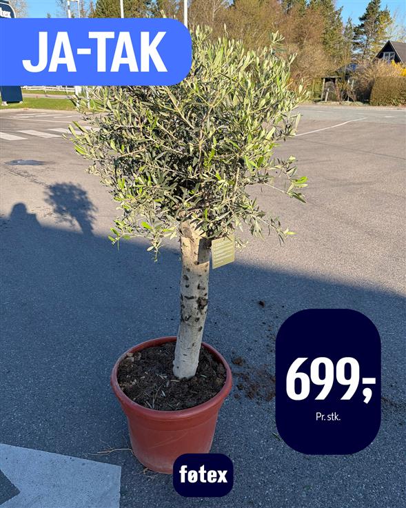 JA TAK oliventræ